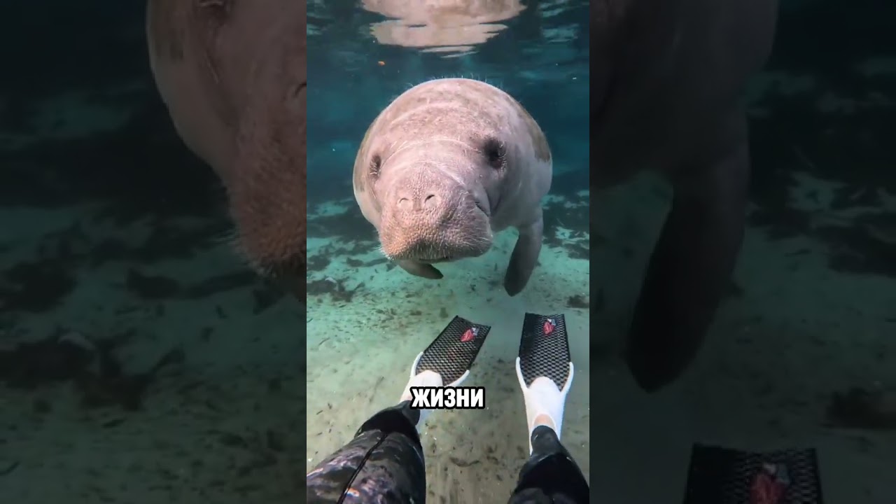 Поставь лайк и Подпишись!