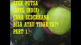 STEK PUTSA (APEL INDIA) cara mudah dan murah, BERHASIL?? Bagian 1 (satu)