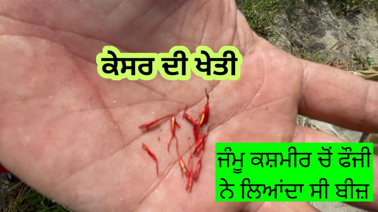ਕੇਸਰ ਦੀ ਖੇਤੀ। ਕਸ਼ਮੀਰ ਚੋਂ ਫੌਜੀ ਭਰਾ ਨੇ ਲਿਆਂਦਾ ਸੀ ਕੇਸਰ ਦਾ ਬੀਜ਼। ਇਹ ਕਸੁੰਭੜਾ ਨਹੀਂ ਕੇਸਰ ਹੈ ਅਸਲੀ