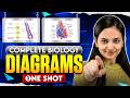 🔥All Diagrams of 11th &amp; 12th - One shot I NEET - 2026 I Biology I Shivani mam