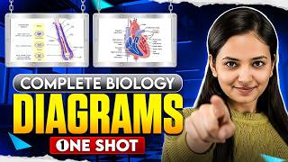 🔥All Diagrams of 11th &amp; 12th - One shot I NEET - 2026 I Biology I Shivani mam