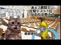 【学年1位が教える】誰でも定期テストで5教科490点取る勉強法。【猫ミーム】 #定期テスト #大学受験 #勉強