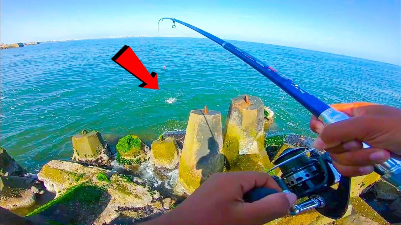 متعة في صيد الدنيس بالجمبري الحي