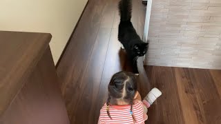 お見送りとお出迎えと欠かさない猫　ラガマフィン　Cats sending off and welcoming you