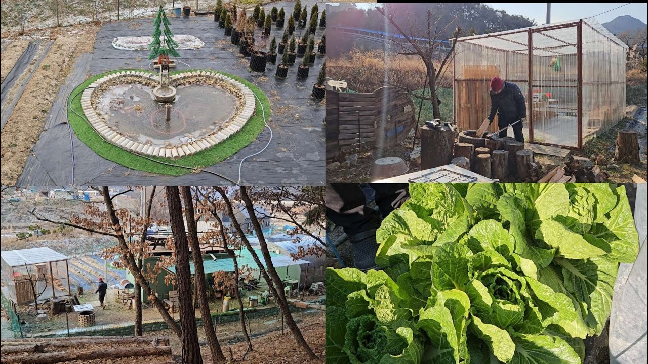 46.🏡5도2촌의 12월은... 바쁘지만 또 바쁘게 😅 #겨울배추 겨우내 먹을수 있는 방법 #겨울연못