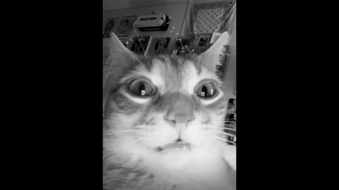 Cat gone crazy in 1940