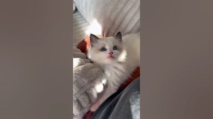 Video 9378431: cat kitten cutecat, cat vs kitten, cat kitten cute, kitten sun