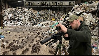 Epic Daytime Ratting Session Hunting Vermin Pestcontrol