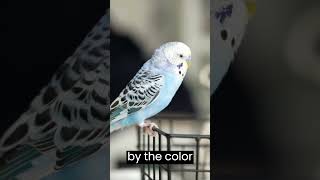 Male Or Female Budgie