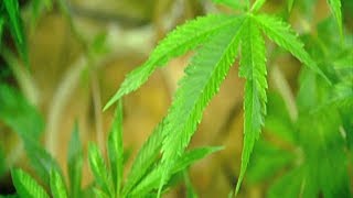 Hikurangi Cannabis CEO confident that high quality, low cost medicinal marijuana is months away