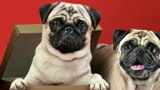 You & I in This Beautiful World -|| Vodafone Pug Ads Ringtone 2018