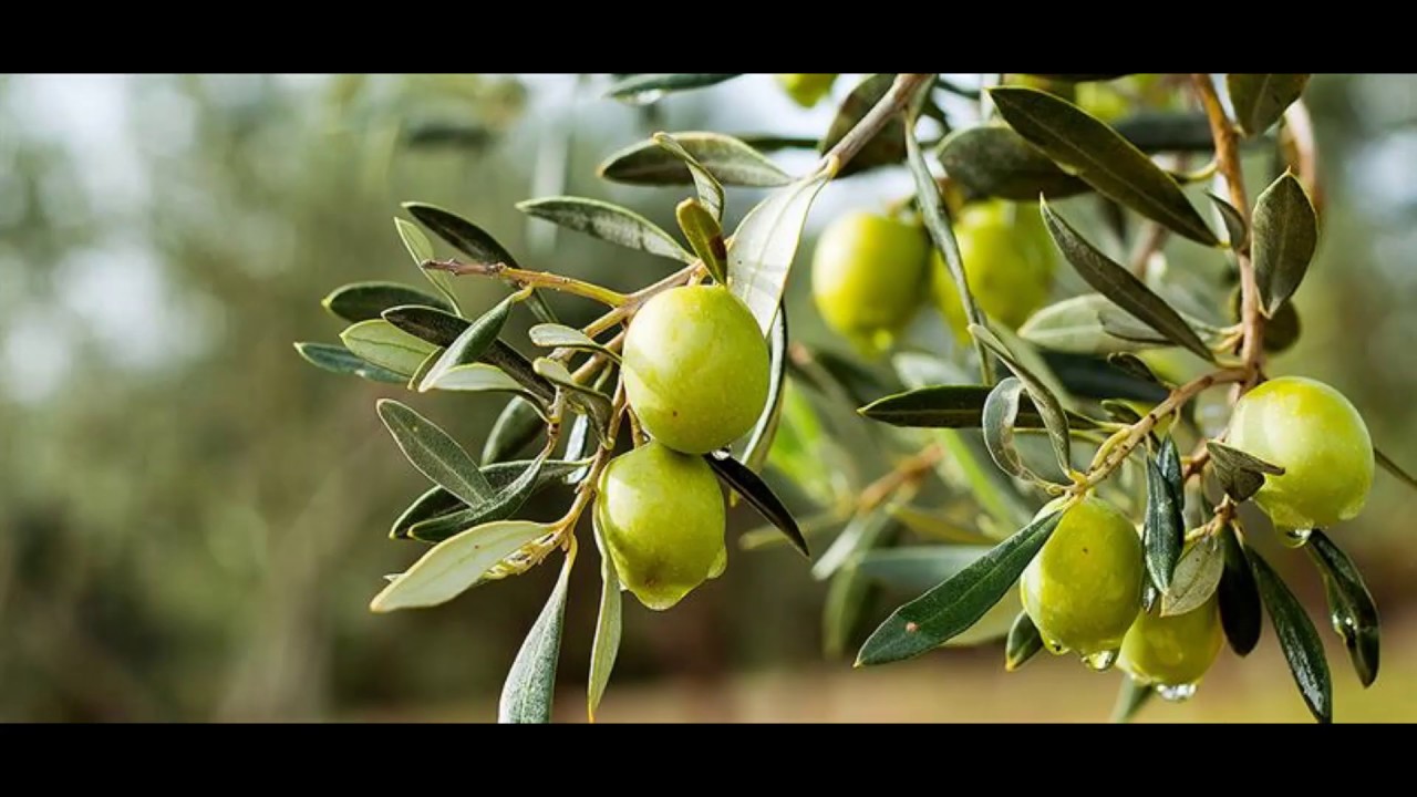 Organic Olive Oil Machine - 600 kg capacity per hour  - Cold Pressing Method