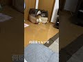 収納イッヌ