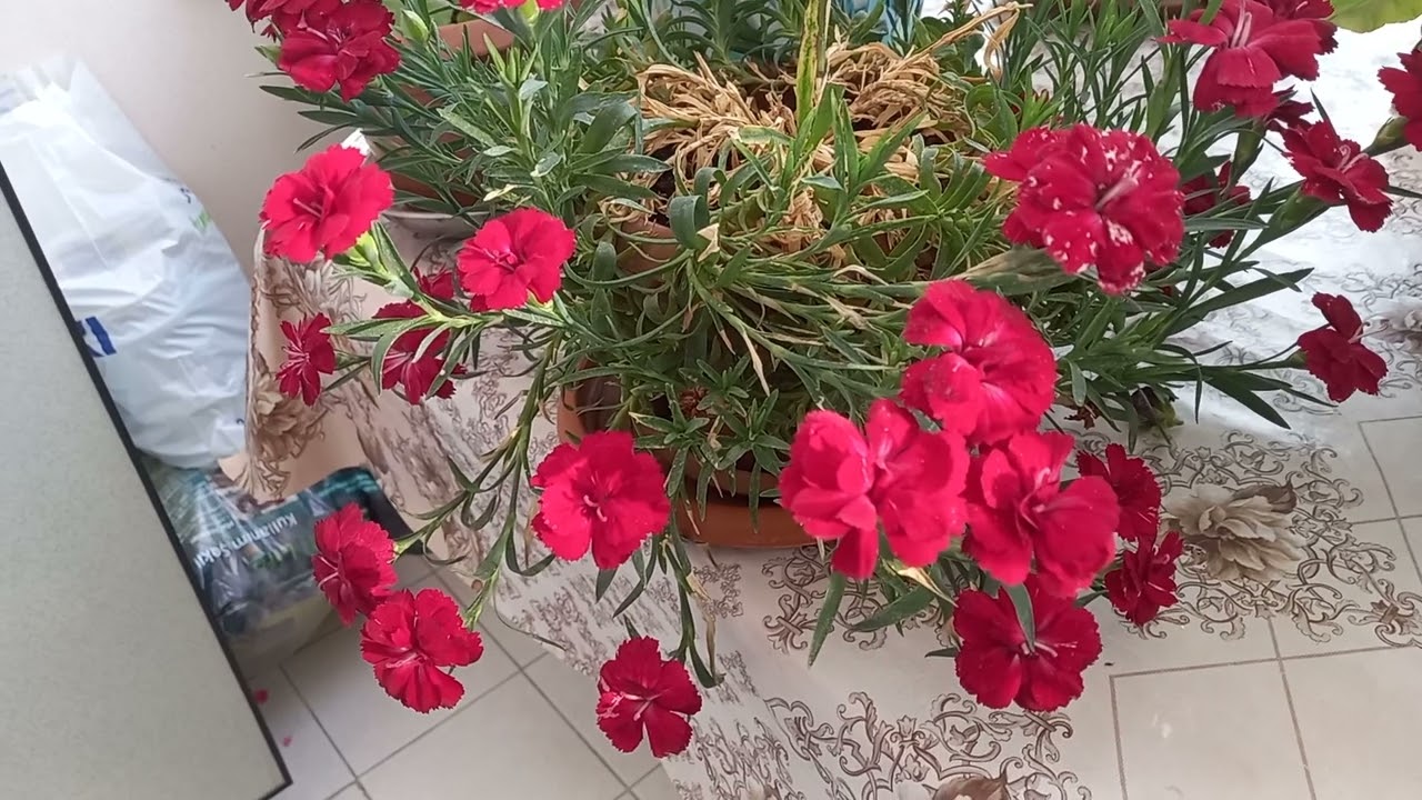 Saksıda Karanfil Çiçeği Bakımı