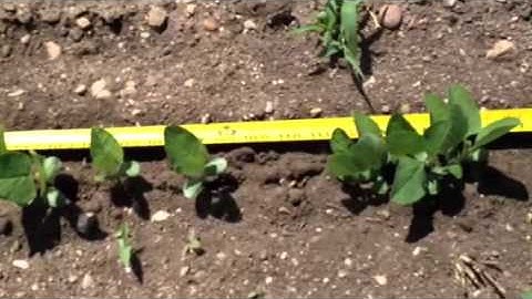 Evaluating a Soybean Stand