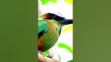 سورة الكهف اية 30 - بصوت جميل - إِنَّ الَّذِينَ آمَنُوا وَعَمِلُوا الصَّالِحَاتِ