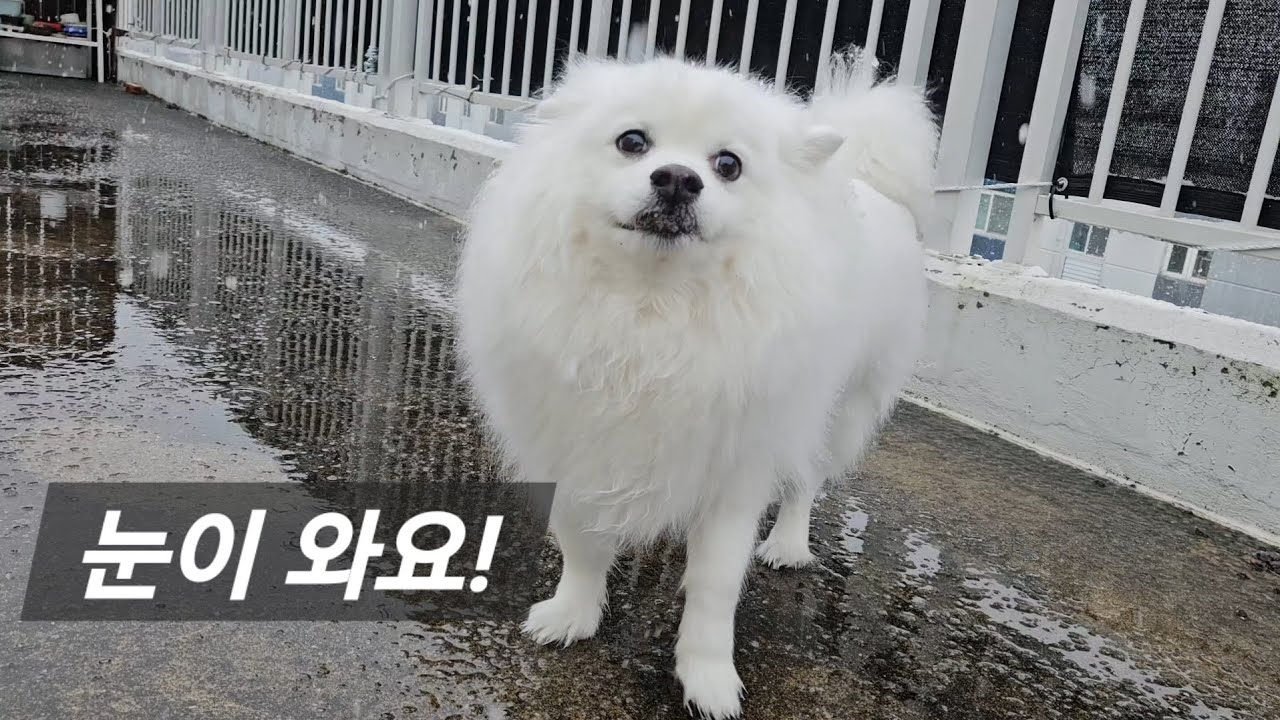 눈이다! 멍멍!