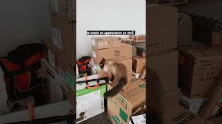 decluttering & packing all the toys