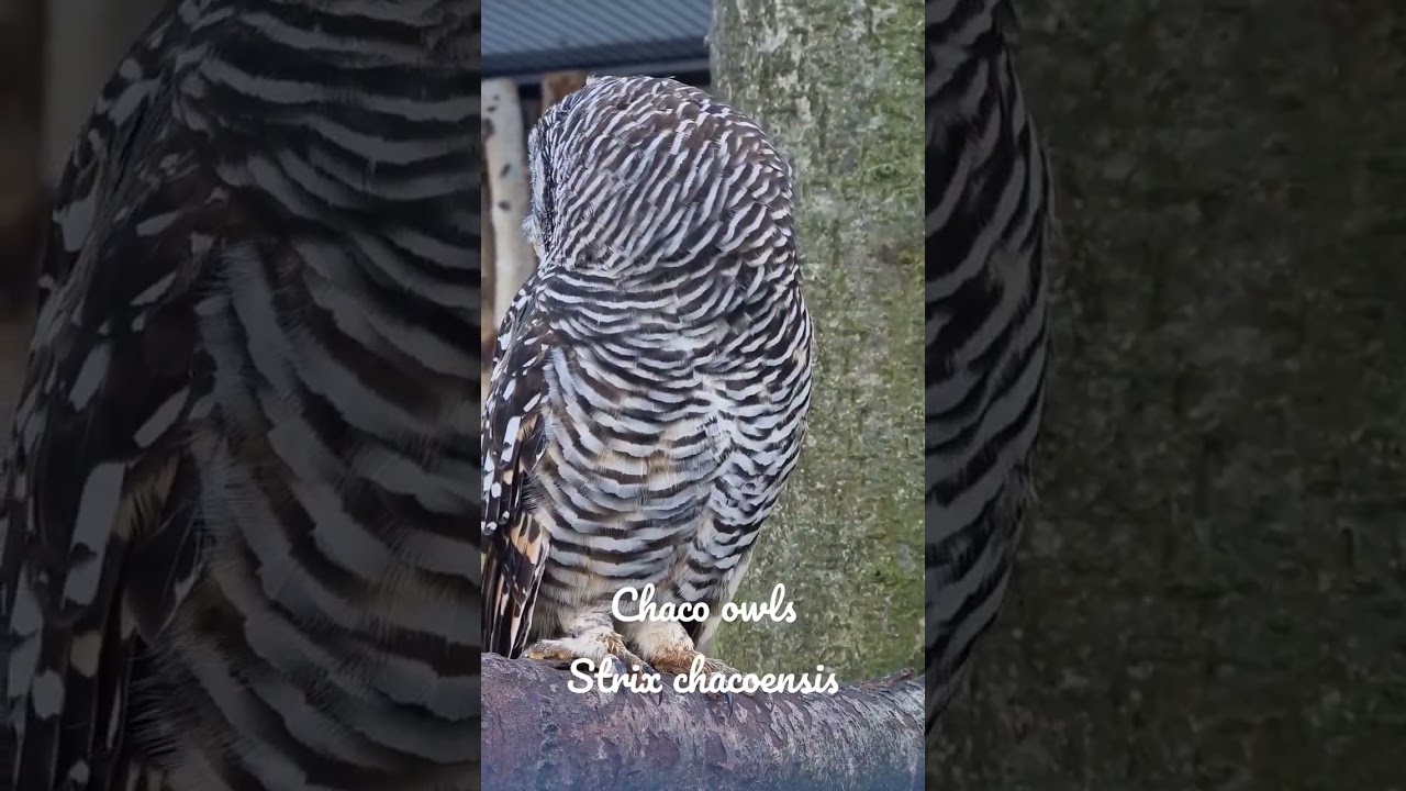 Chaco owls (Strix chacoensis) at 