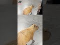 Capybaras spotted roaming the halls of a Brazil state legislature building