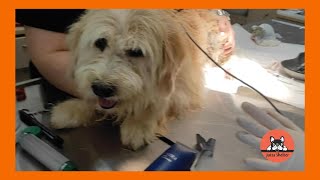 Senior Rescue Dog Oscar is doing Well After Having a  Tumour Removed by Jutta Shelter 883 views 1 day ago 2 minutes, 27 seconds