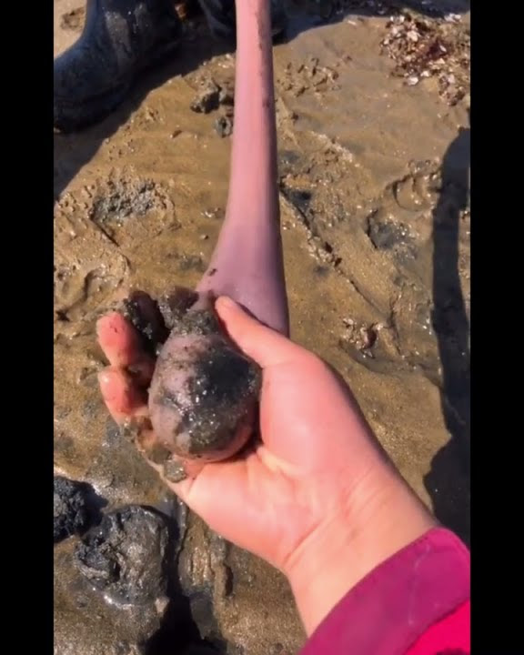 spoon worm fishing #shorts catching seafood