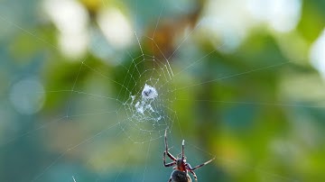 Copyright Free - A Spider Building A Web | Stock Footage 4K UHD