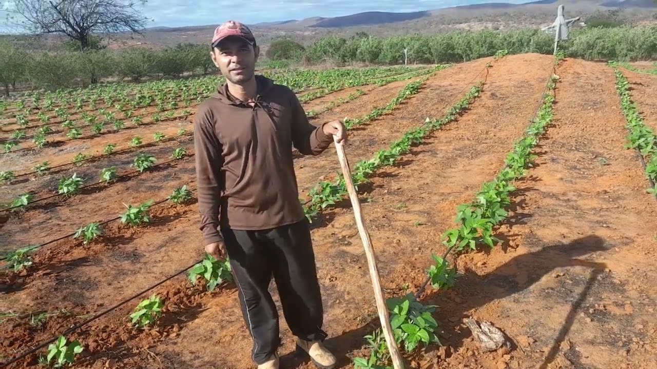 Minha lavoura de feijão de corda está crescendo!!!