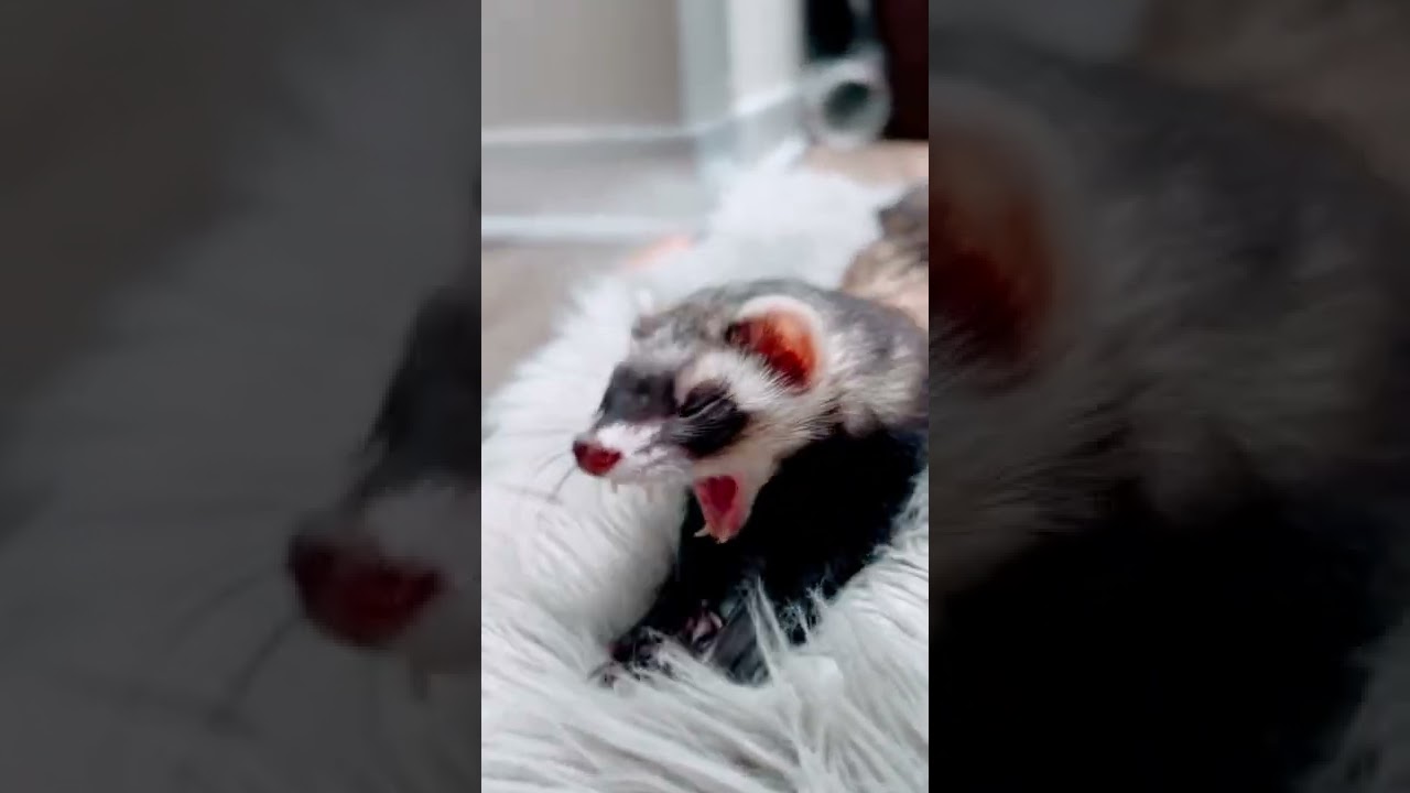 Ferret Yawning 🥱 Ferrets Noises. Sassy