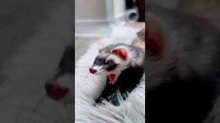 Ferret Yawning Ferrets Noises. Sy