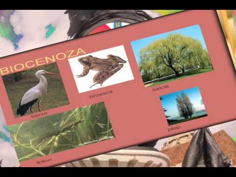 ecosisteme naturale acvatice romania youtube