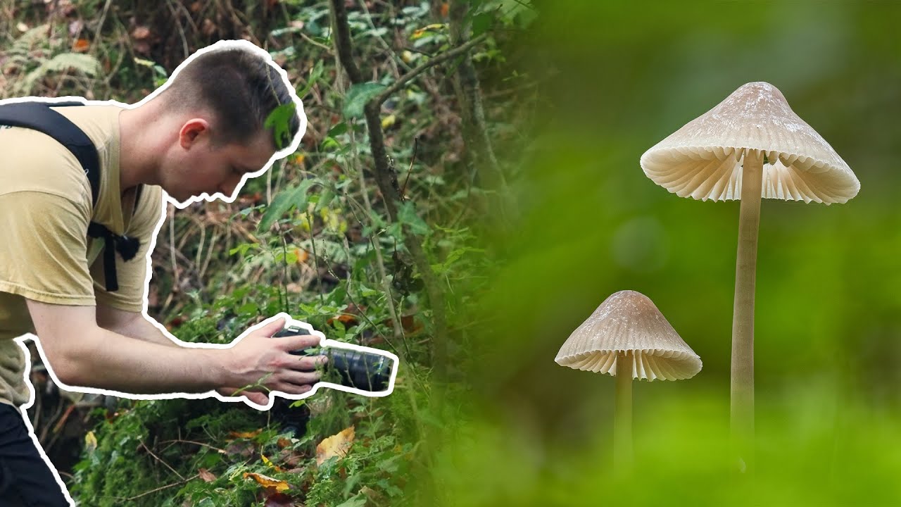 UK Rainforest Mushroom Photography - Finding Fungi Ep8