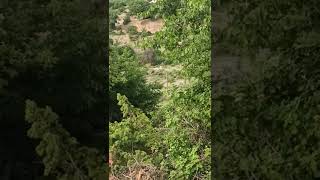 wild boar hunting | lov divlje svinje
