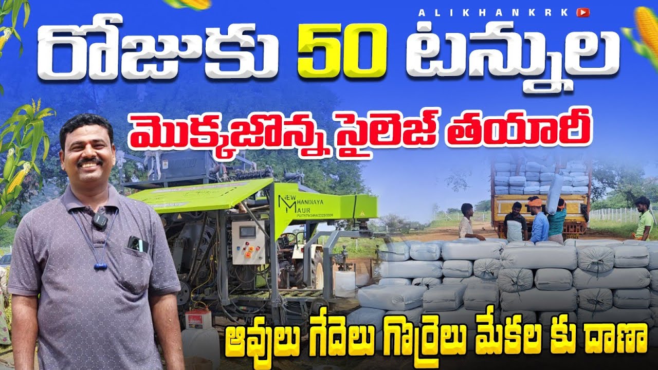 మొక్కజొన్న సైలెజ్ తయారీ 809 6048 890 korn sailej for sheep goat cows buffalos 