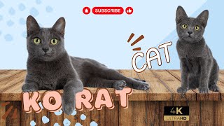 Korat Cat | Animals Simple Videos | Beauty of universe