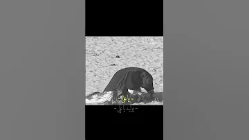ياعلي يوليدي ياعلي ستوريات حسينية 
