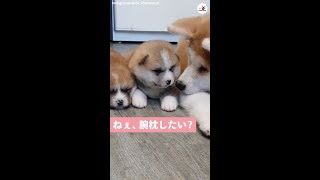 【ふわふわモコモコだ～♡】先輩ワンコの腕にご満悦な秋田犬の子犬ちゃん♪♪