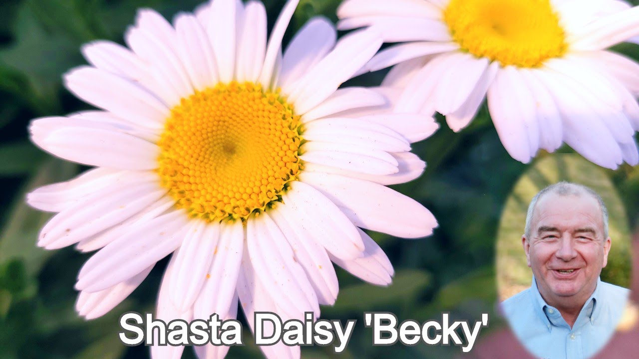 Leucanthemum 'Becky' (Shasta Daisy) // All-time Favorite, Long Blooming,🌼 Sun Loving Perennial!