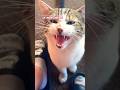 PLAYING WITH YOUR CAT TO SEE HER REACTION EPISODE 329 #youtubeseries #1trend #viral #comedy #funny