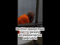 De Kettingdief — 5 overvallen, pepperspray in je gezicht. Wat kreeg hij?