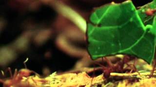 Fungus Farming Leaf Cutter Ants