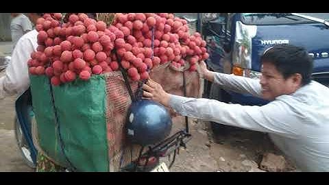 8/6/2023 Cập Nhật Giá Vải Thiều Lục Ngạn Đông Như Trẩy Hội l Núi Đồi Lục Ngạn