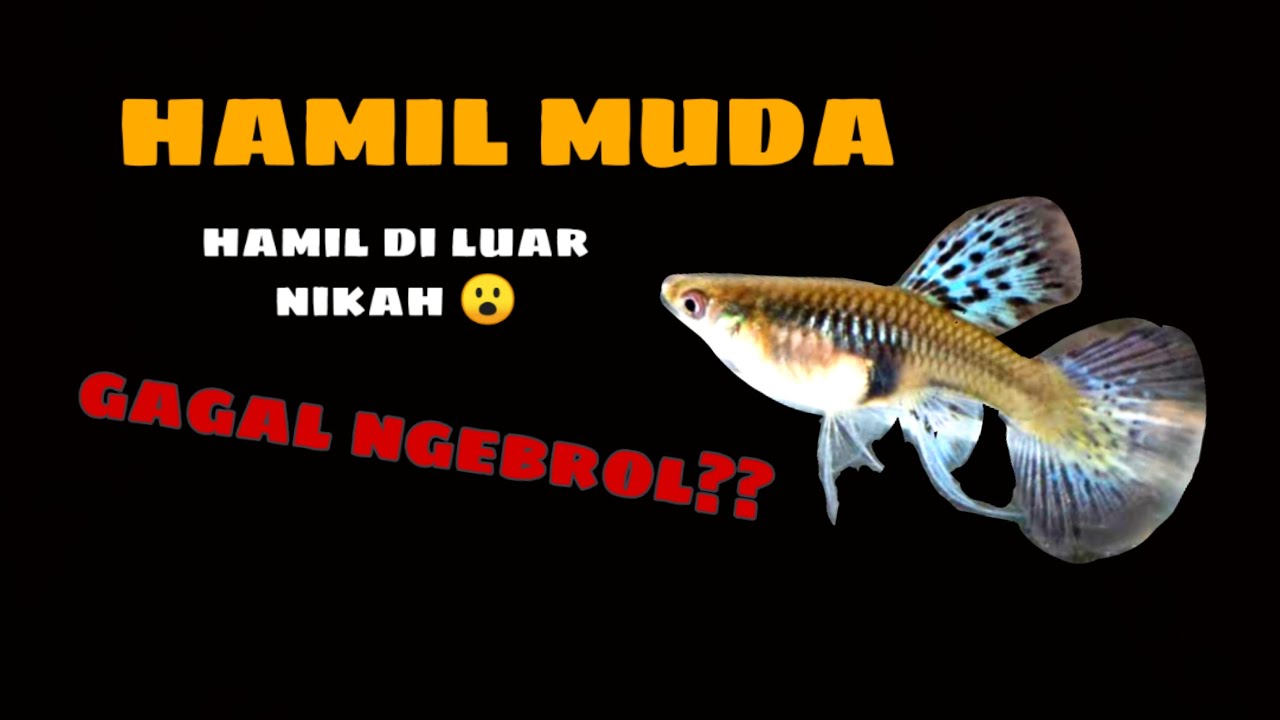 AKIBAT BETINA GUPPY HAMIL MUDA