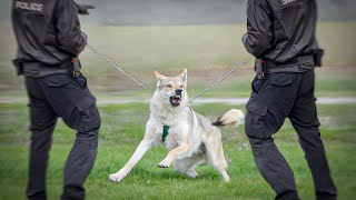 Why Wolfdogs Are Dangerous and Illegal