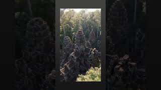 cambodia#angkor #angkortemple #nature #shortvideo
