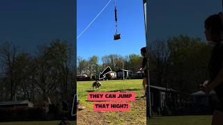 These Dogs Jump Like Superheroes!