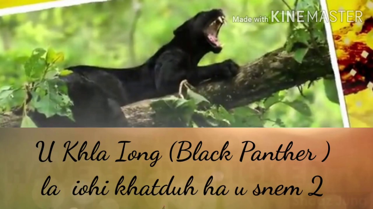 Wildlife : U Khla Iong lane u Back Panther la iohi khatduh ha u snem 2015