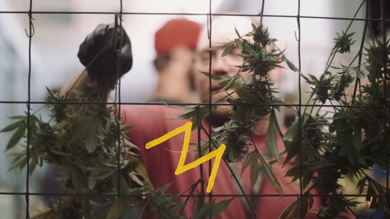 Salmon River OG Harvest YouTube