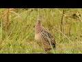 Codorna Amarela / Spotted Nothura (Nothura maculosa)