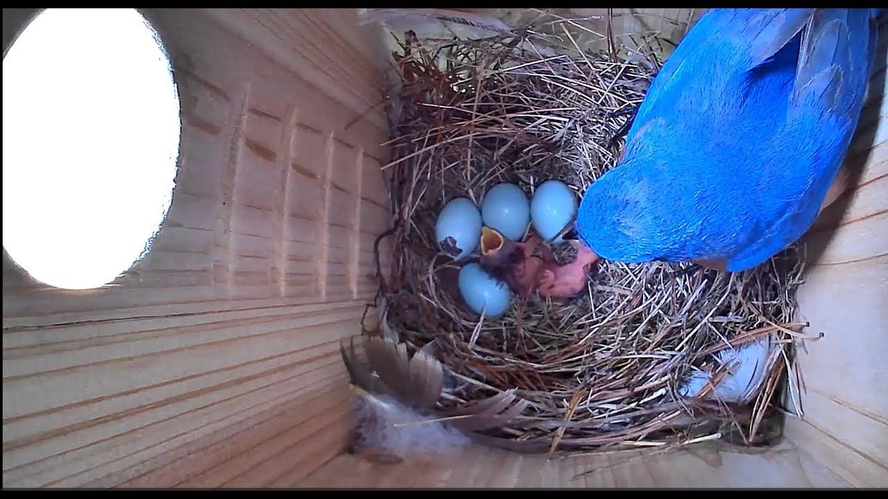 Bluebird Chicks June 2025